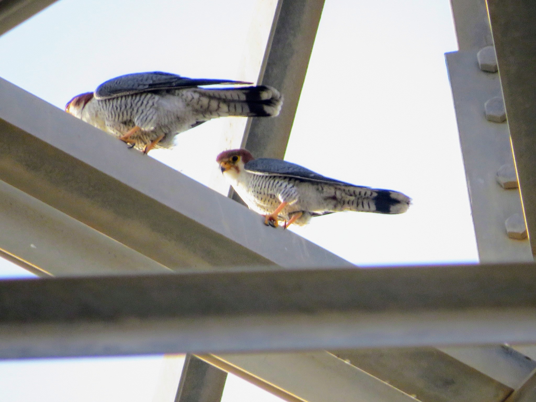 Red-necked Falcon
